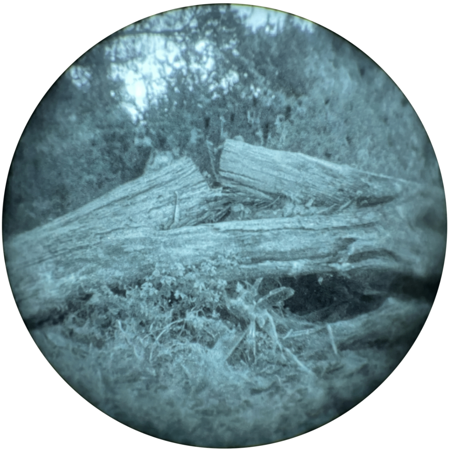 Through-the-tube view of the same outdoor scene through an L3Harris/Elbit Gen 3 unfilmed white phosphor tube